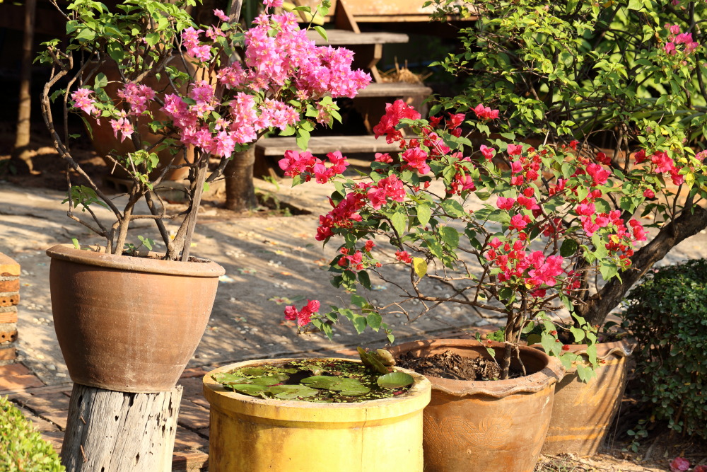 Lokation: Thailand | Sukhothai | Ban Dan Lan Hoi | Ban Chetuphon Kategorien: Kübelpflanzen, Datum: 15.02.2016