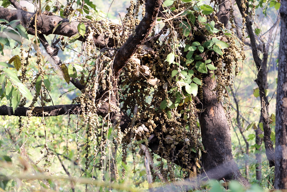 Lokation: Thailand | Chiang Mai | Chiang Dao | Ban Na Lao Mai Kategorien: Baum, Datum: 17.02.2016
