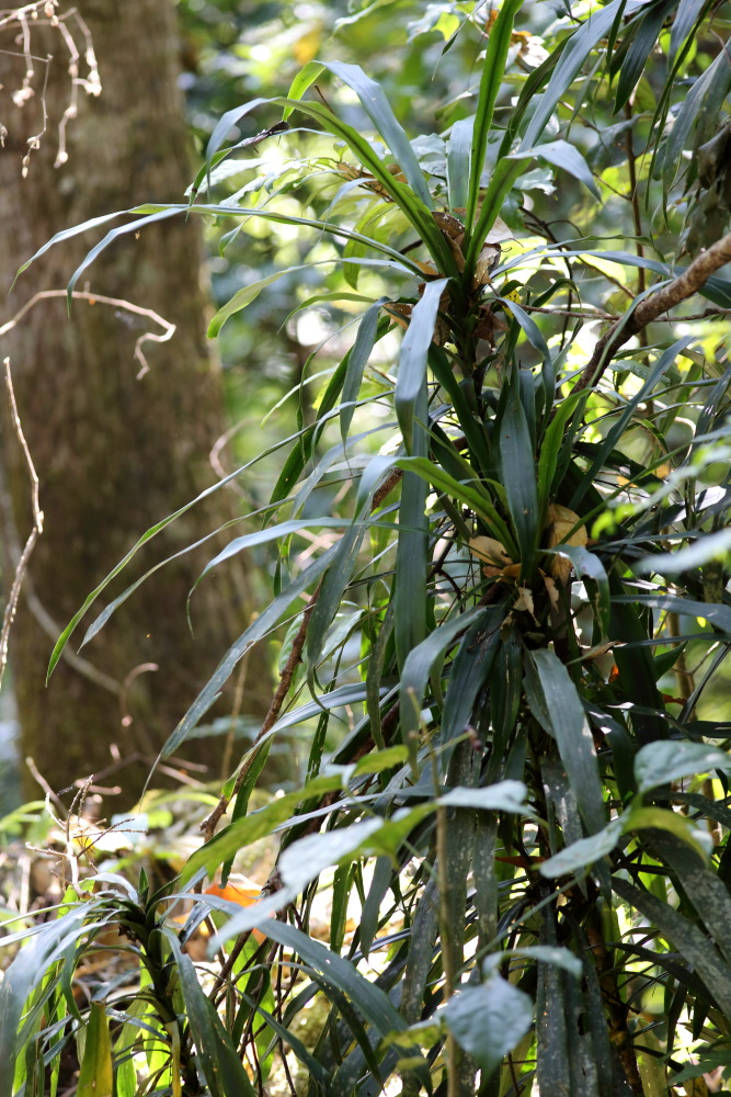 Lokation: Thailand | Chiang Mai | Chiang Dao | Ban Na Lao Mai Kategorien: Habitus, Datum: 17.02.2016
