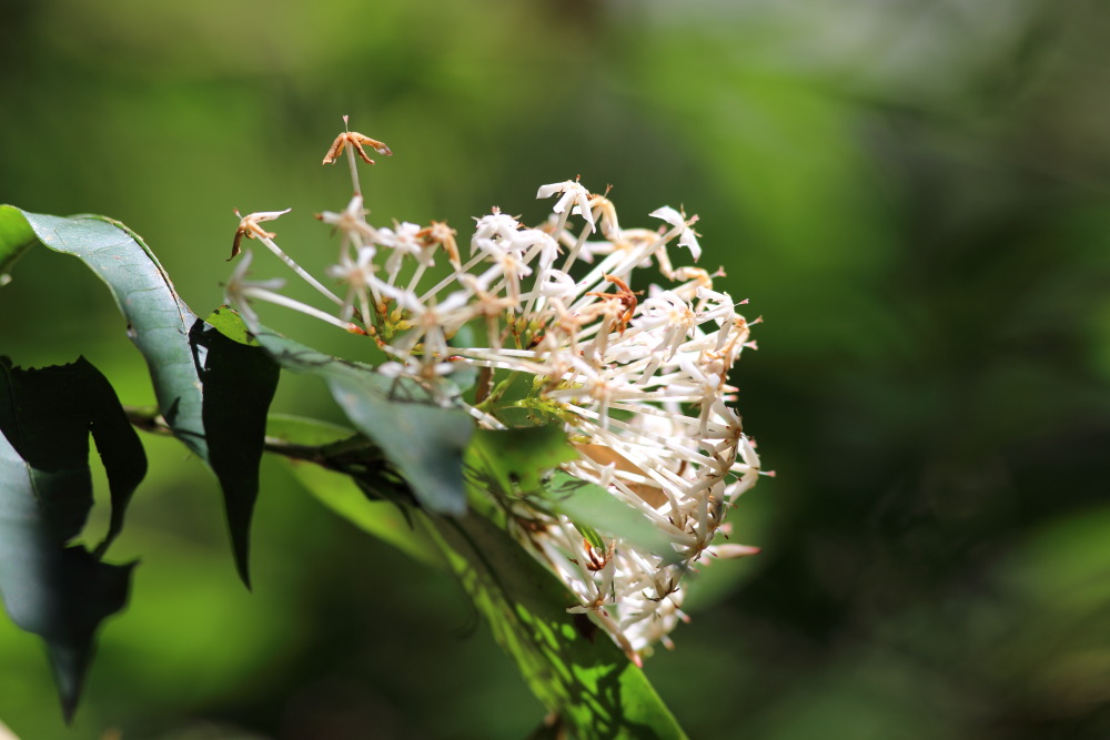 Lokation: Thailand | Chiang Mai | Chiang Dao | Ban Na Lao Mai Kategorien: Blüte, Datum: 17.02.2016