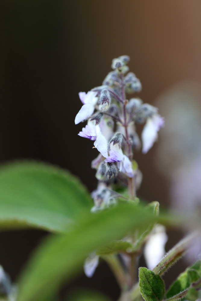 Lokation: Thailand | Chiang Mai | Chiang Dao | Ban Na Lao Mai Kategorien: Blüte, Datum: 17.02.2016