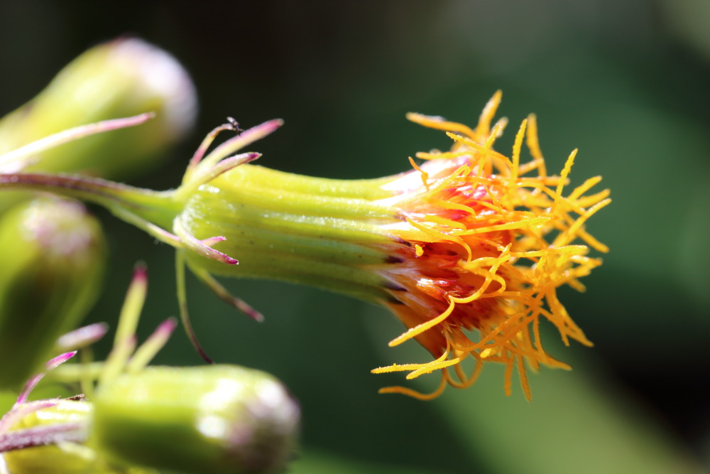 Lokation: Thailand | Chiang Mai | Chiang Dao | Ban Na Lao Mai Kategorien: Blüte, Datum: 17.02.2016