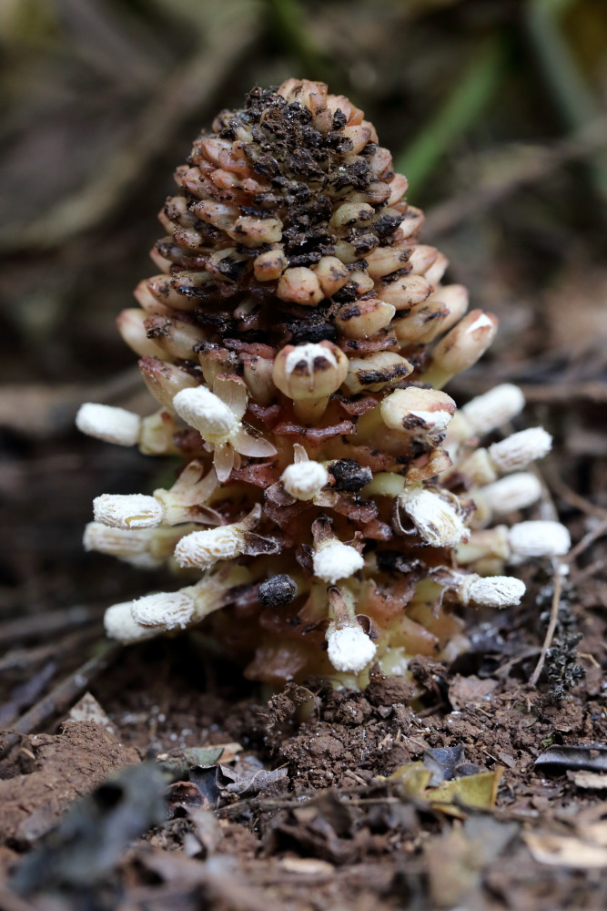 Balanophora fungosa, Lokation: Thailand | Chiang Mai | Chiang Dao | Ban Na Lao Mai Kategorien: Blüte, Familie: Balanophoraceae (Kolbenschmarotzer), Datum: 17.02.2016