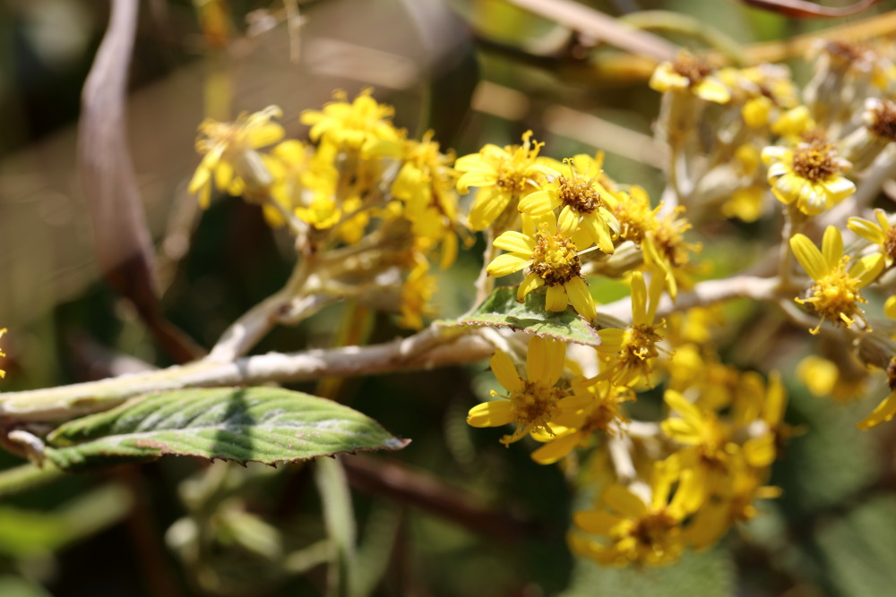 Lokation: Thailand | Chiang Mai | Chiang Dao | Ban Na Lao Mai Kategorien: Blüte, Datum: 17.02.2016