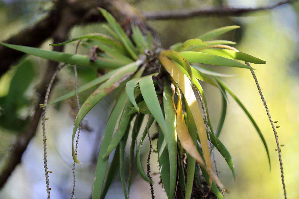 Lokation: Thailand | Chiang Mai | Chiang Dao | Ban Pa Miang Nam Ka Kategorien: Habitus, Datum: 17.02.2016