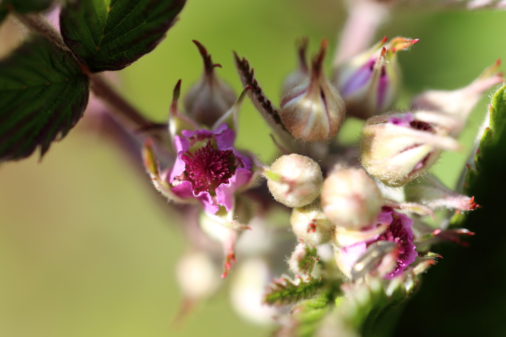 Lokation: Thailand | Chiang Mai | Chiang Dao | Ban Pa Miang Nam Ka Kategorien: Blüte, Datum: 17.02.2016