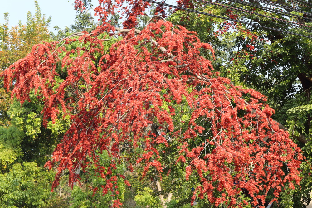 Phyllocarpus septentrionalis, Lokation: Thailand | Chiang Mai | Ban Na Wai Kategorien: Habitus, Familie: Fabaceae (Schmetterlingsblütler ), Datum: 18.02.2016