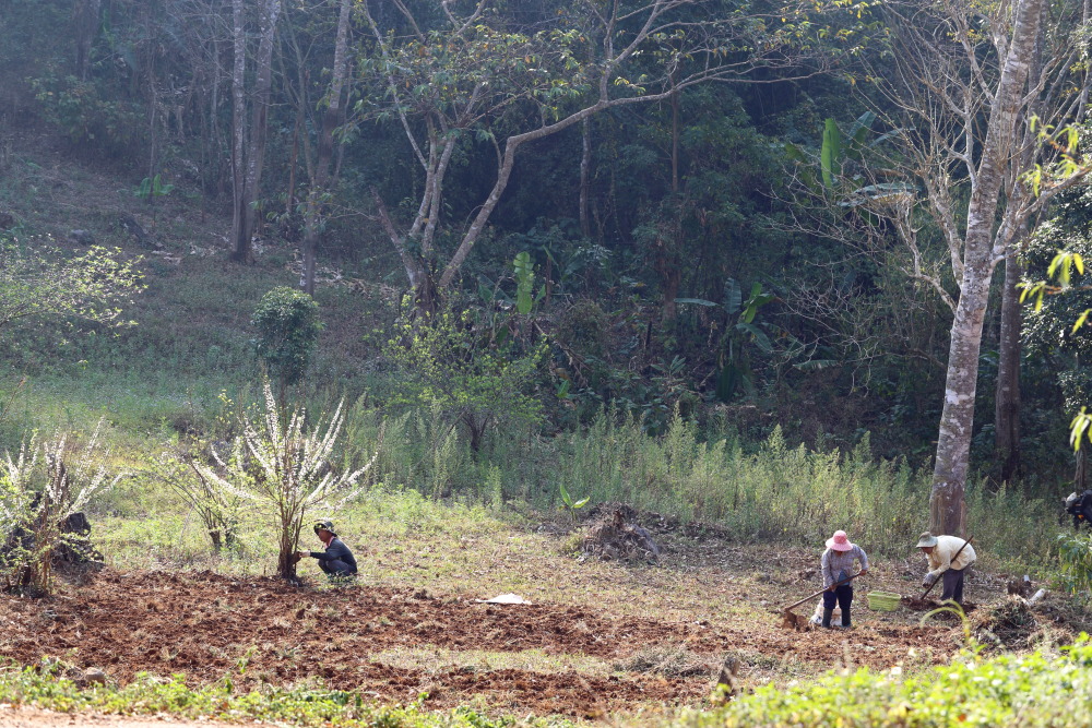 Lokation: Thailand | Chiang Mai | Ban Sin Chai Nuea Kategorien: Permakultur, Datum: 18.02.2016