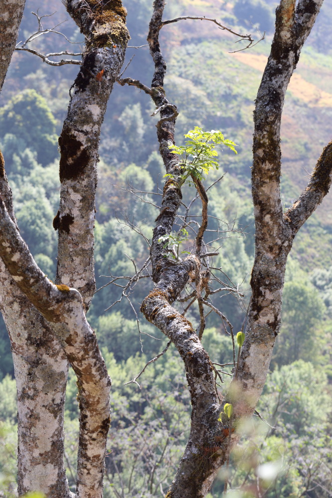 Lokation: Thailand | Chiang Mai | Fang | Ban Luang Kategorien: Baum, Datum: 18.02.2016