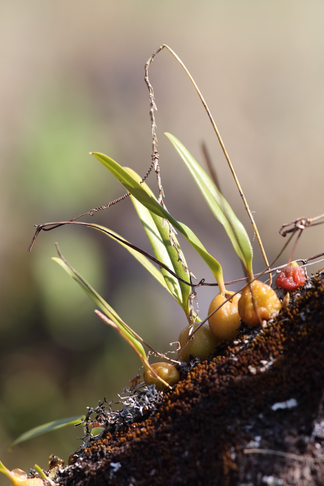 Lokation: Thailand | Chiang Mai | Fang | Ban Luang Kategorien: Habitus, Datum: 18.02.2016