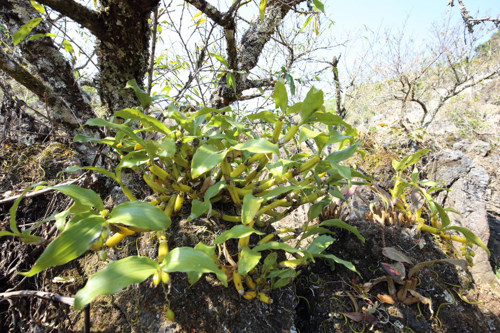 Lokation: Thailand | Chiang Mai | Fang | Ban Luang Kategorien: Habitus, Datum: 18.02.2016