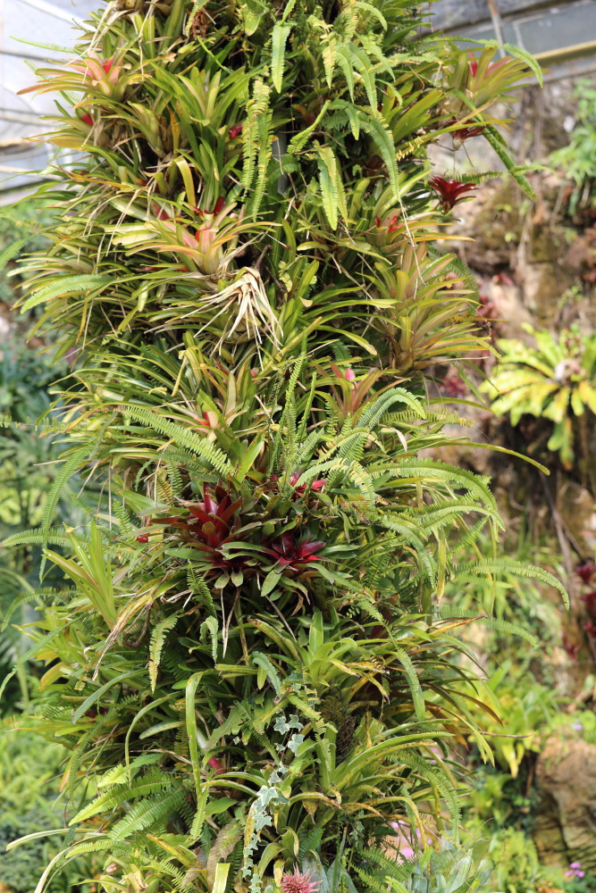 Lokation: Thailand | Chiang Mai | Fang | Ban Khum Kategorien: Gewächshaus, Datum: 18.02.2016