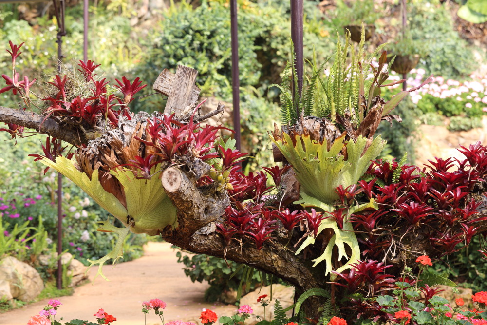 Lokation: Thailand | Chiang Mai | Fang | Ban Khum Kategorien: Gewächshaus, Datum: 18.02.2016
