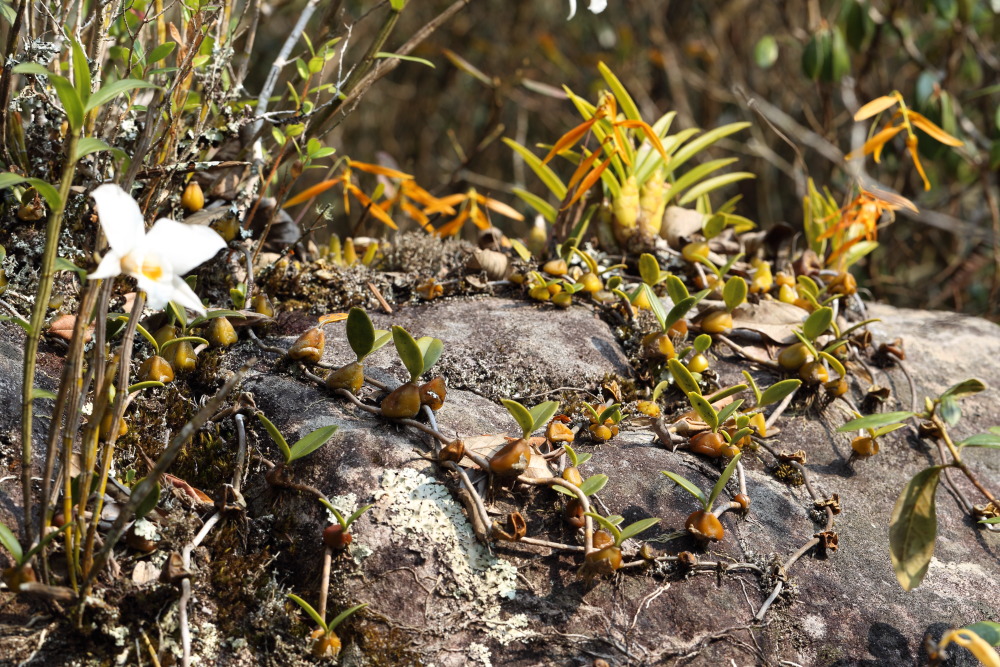 Bulbophyllum wallichii, Lokation: Thailand | Loei | Ban Lao Paen Kategorien: Vegetation, Familie: Orchidaceae (Orchideen ), Datum: 21.02.2016