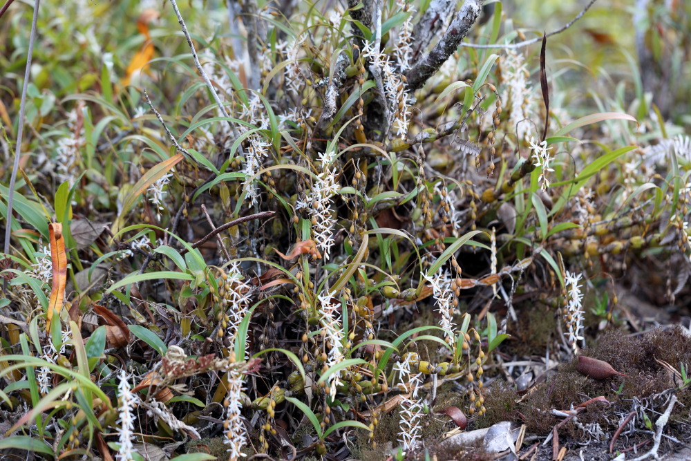 Otochilus fuscus (Ketten-Orchidee), Lokation: Thailand | Loei | Ban Lao Paen Kategorien: Habitus, Familie: Orchidaceae (Orchideen ), Datum: 21.02.2016