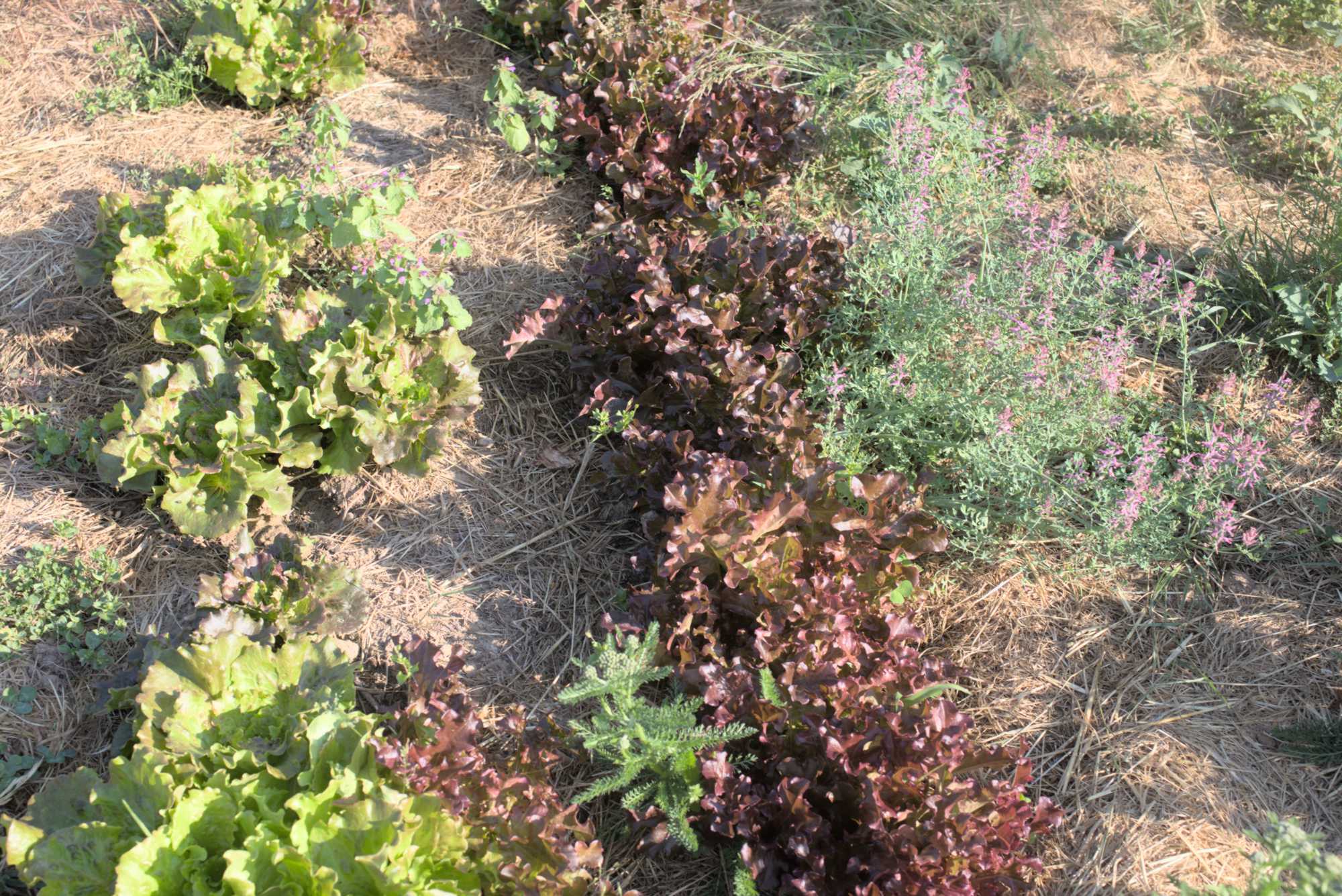 Lokation: Deutschland | Nordrhein-Westfalen | Heinsberg | Wassenberg Kategorien: Nutzgarten, Hortus rusticus, Selbstversorgung, Datum: 18.06.2017