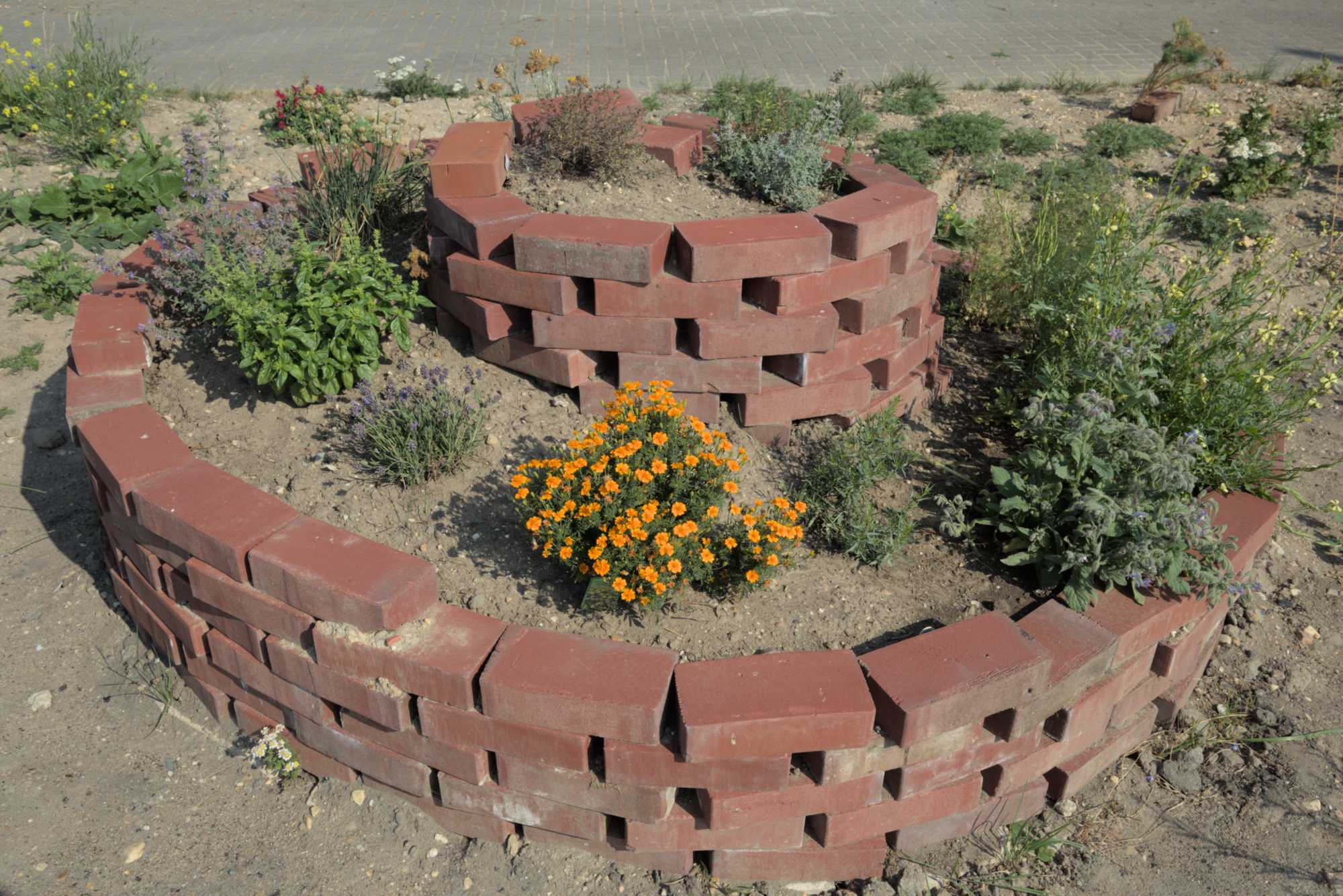 Lokation: Deutschland | Nordrhein-Westfalen | Heinsberg | Wassenberg Kategorien: Magerbeet, Hortus rusticus, Stereo, Datum: 08.07.2017