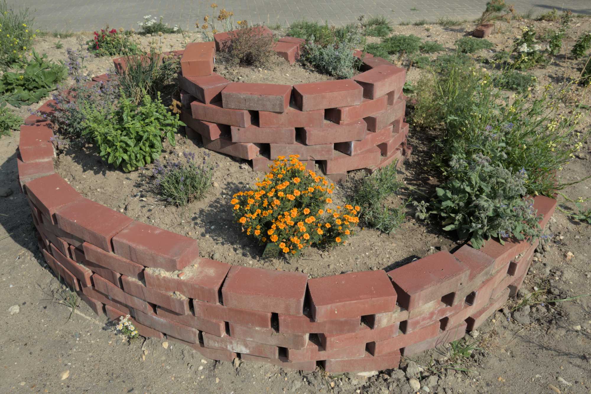 Lokation: Deutschland | Nordrhein-Westfalen | Heinsberg | Wassenberg Kategorien: Magerbeet, Hortus rusticus, Datum: 08.07.2017