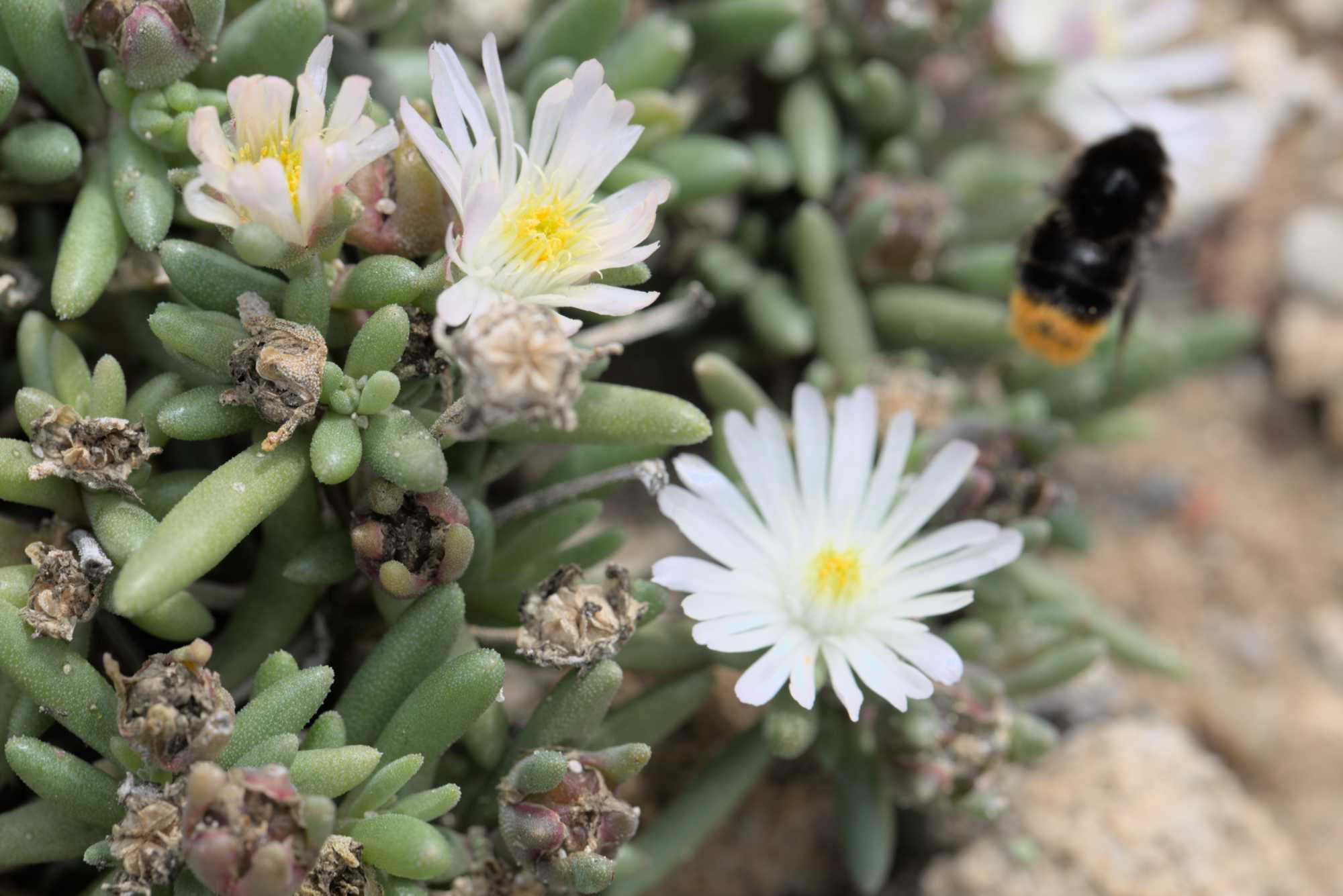 Lokation: Deutschland | Nordrhein-Westfalen | Heinsberg | Wassenberg Kategorien: Magerbeet, Hortus rusticus, Datum: 15.07.2017