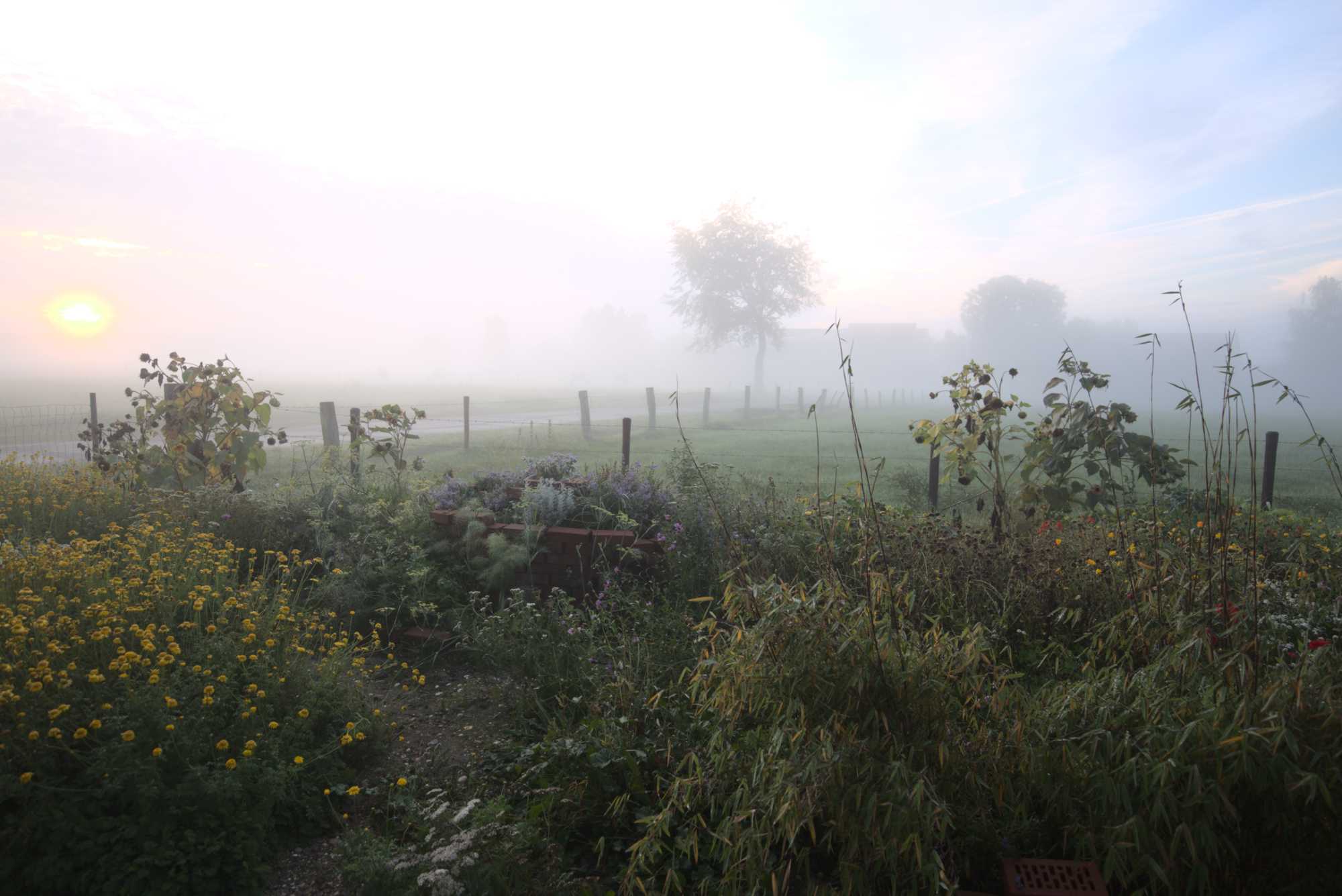 Lokation: Deutschland | Nordrhein-Westfalen | Heinsberg | Wassenberg Kategorien: Naturgarten, Magerbeet, Hortus rusticus, Landhausgarten, Datum: 29.09.2017