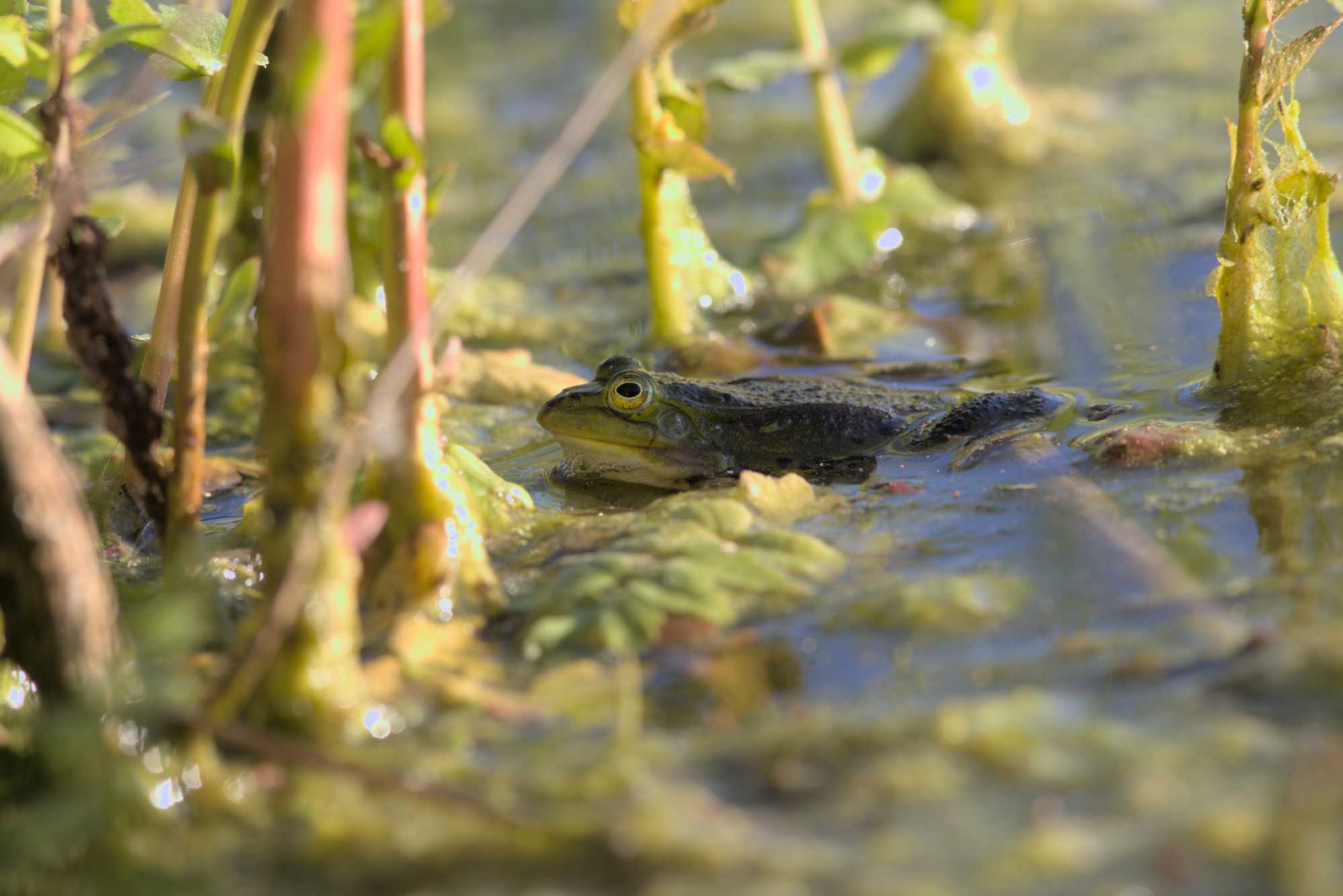 Lokation: Deutschland | Nordrhein-Westfalen | Heinsberg | Wassenberg Kategorien: Amphibien, Hortus rusticus, Datum: 05.05.2018