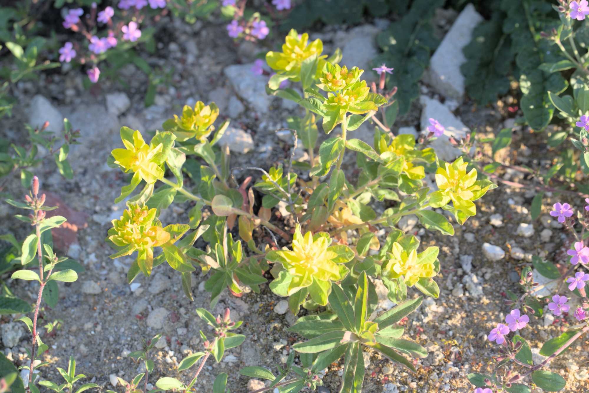 Lokation: Deutschland | Nordrhein-Westfalen | Heinsberg | Wassenberg Kategorien: Magerbeet, Hortus rusticus, Datum: 08.05.2018