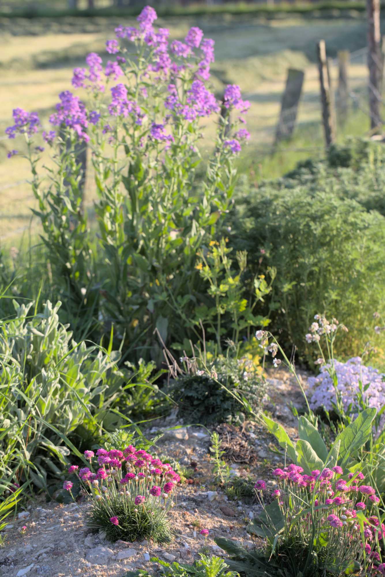 Lokation: Deutschland | Nordrhein-Westfalen | Heinsberg | Wassenberg Kategorien: Naturgarten, Magerbeet, Hortus rusticus, Landhausgarten, Datum: 08.05.2018