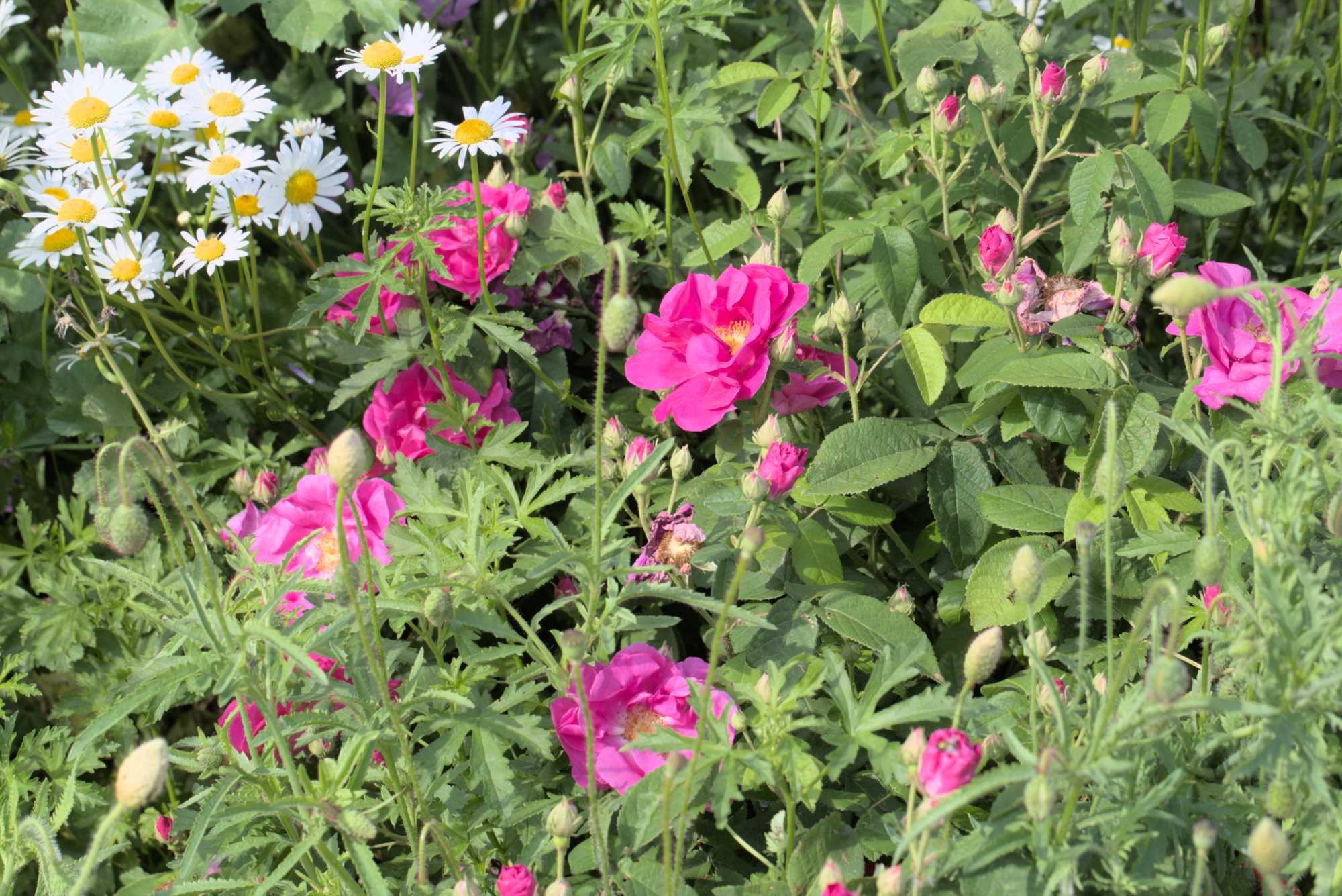 Lokation: Deutschland | Nordrhein-Westfalen | Heinsberg | Wassenberg Kategorien: Naturgarten, Magerbeet, Hortus rusticus, Landhausgarten, Datum: 26.05.2018