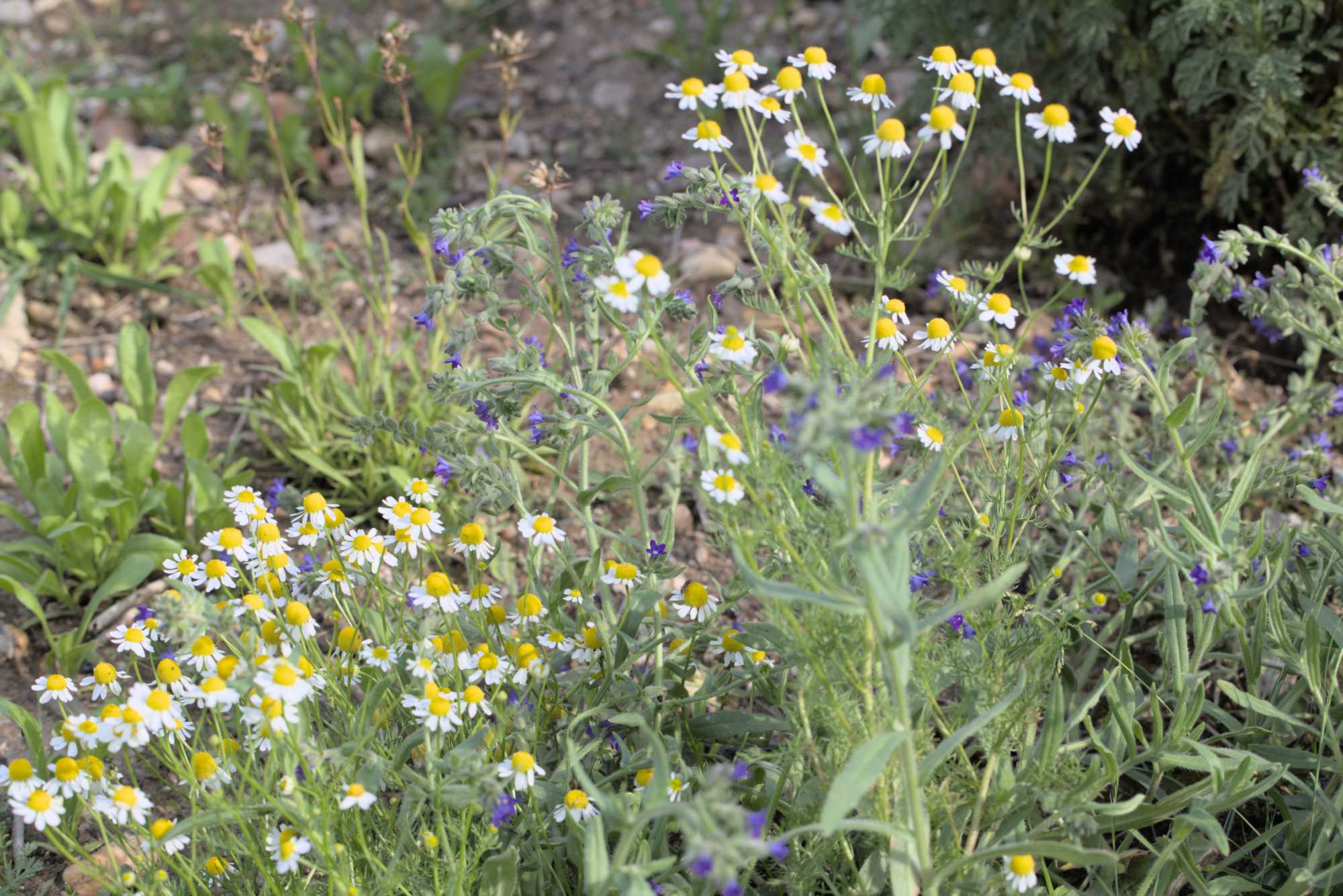 Lokation: Deutschland | Nordrhein-Westfalen | Heinsberg | Wassenberg Kategorien: Naturgarten, Magerbeet, Hortus rusticus, Landhausgarten, Datum: 26.05.2018