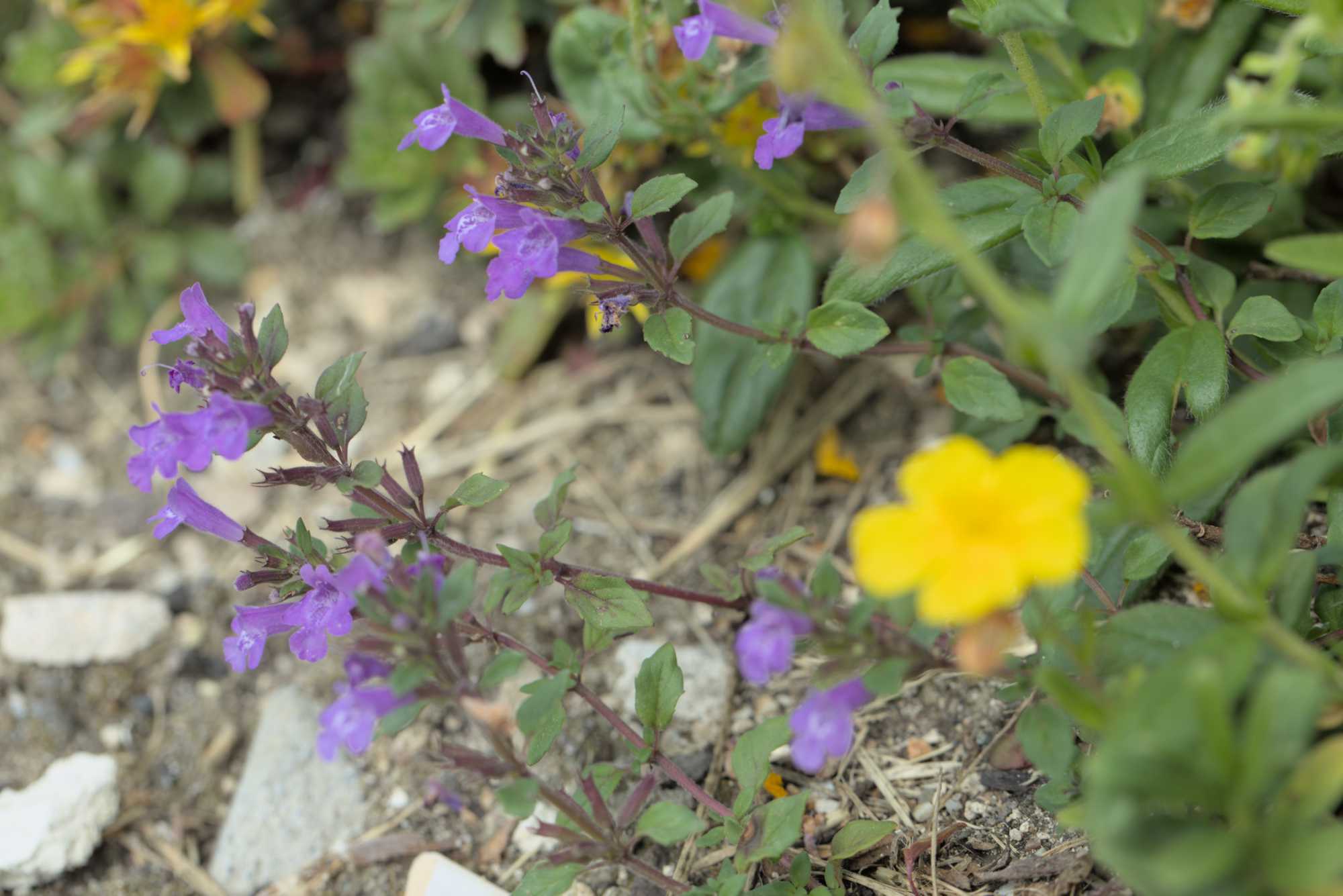 Lokation: Deutschland | Nordrhein-Westfalen | Heinsberg | Wassenberg Kategorien: Naturgarten, Magerbeet, Hortus rusticus, Landhausgarten, Datum: 27.05.2018