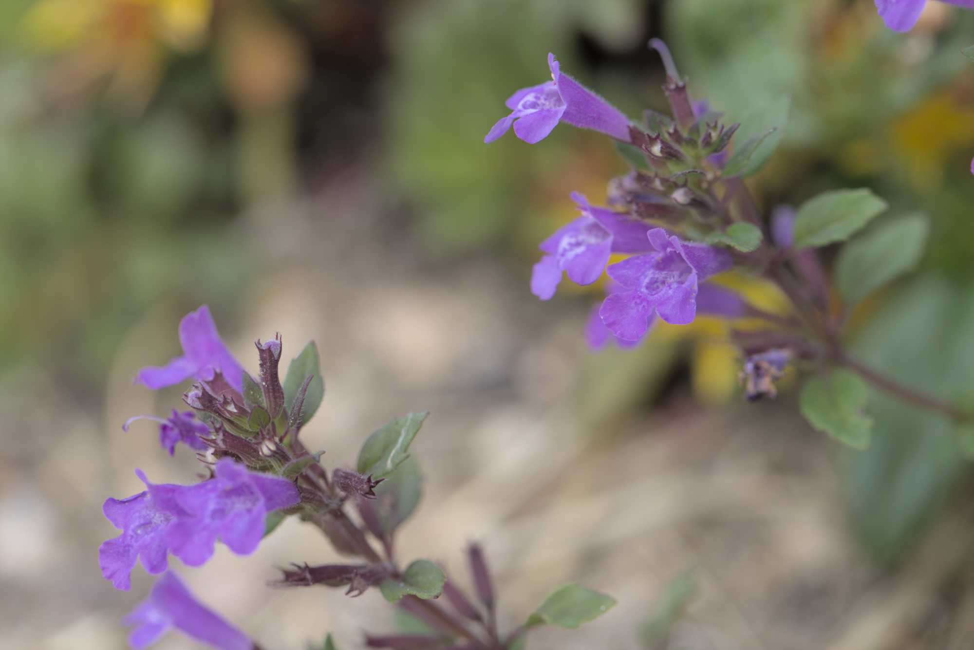 Lokation: Deutschland | Nordrhein-Westfalen | Heinsberg | Wassenberg Kategorien: Naturgarten, Magerbeet, Hortus rusticus, Landhausgarten, Datum: 27.05.2018
