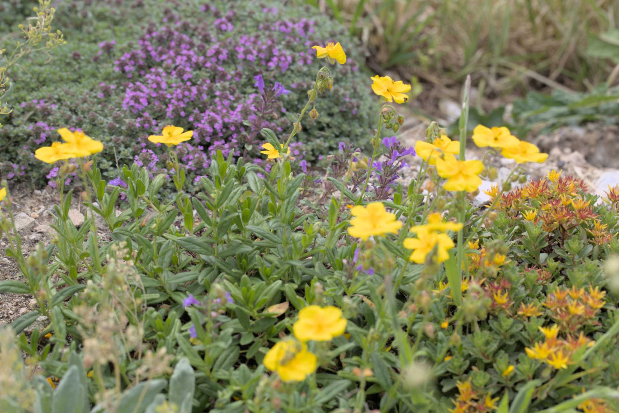 Lokation: Deutschland | Nordrhein-Westfalen | Heinsberg | Wassenberg Kategorien: Naturgarten, Magerbeet, Hortus rusticus, Landhausgarten, Datum: 27.05.2018