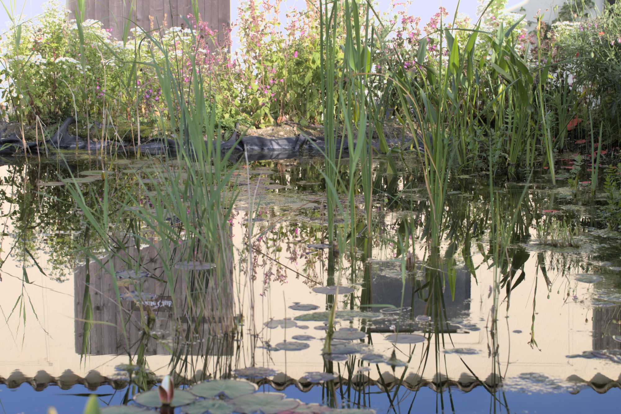 Lokation: Deutschland | Nordrhein-Westfalen | Heinsberg | Wassenberg Kategorien: Teich, Hortus rusticus, Datum: 30.05.2018
