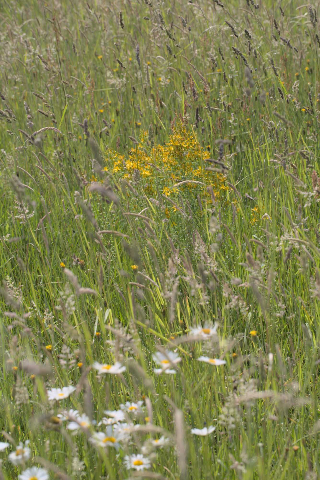 Lokation: Deutschland | Nordrhein-Westfalen | Heinsberg | Wassenberg Kategorien: Wiese, Hortus rusticus, Datum: 03.06.2018