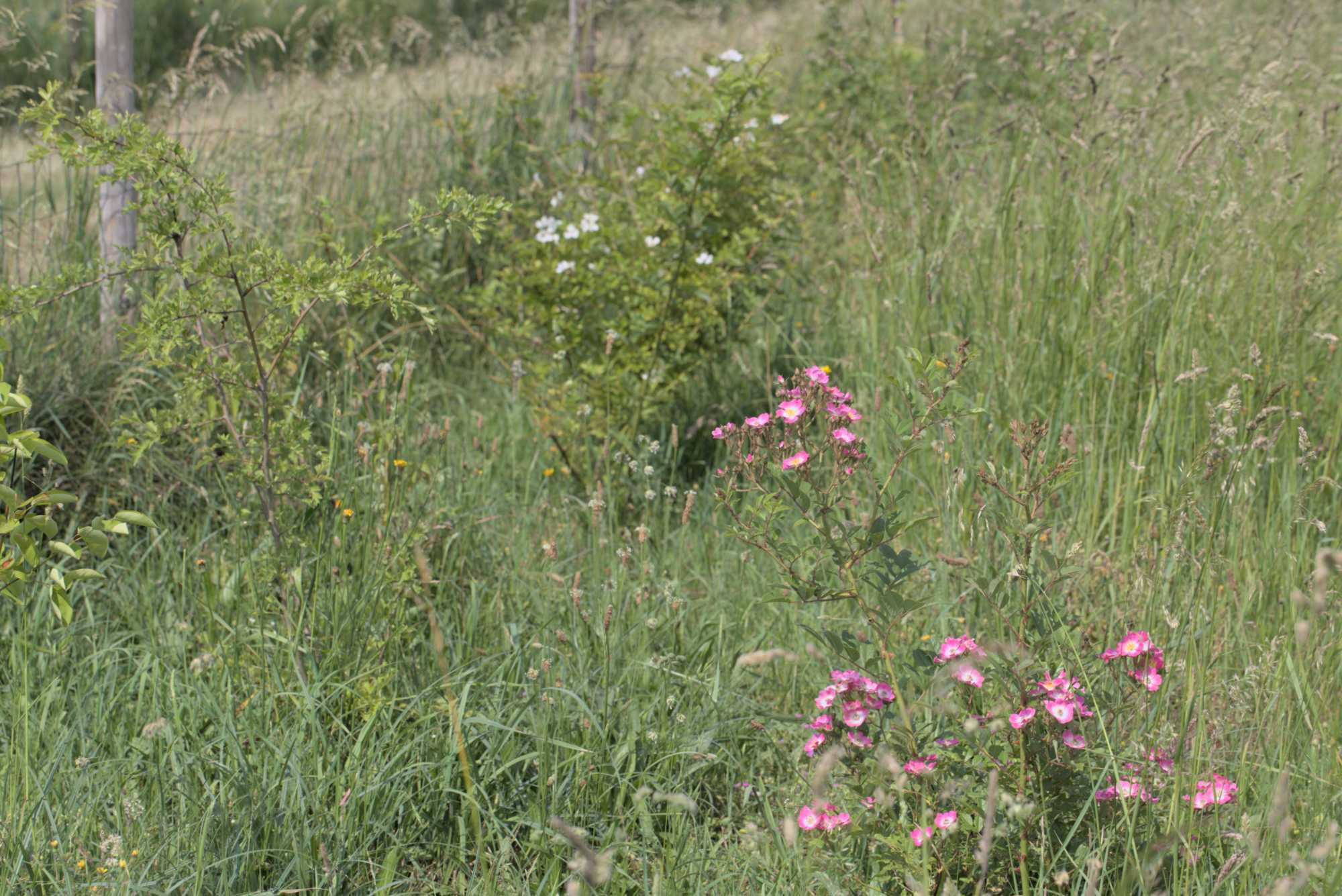 Lokation: Deutschland | Nordrhein-Westfalen | Heinsberg | Wassenberg Kategorien: Wiese, Hortus rusticus, Datum: 03.06.2018