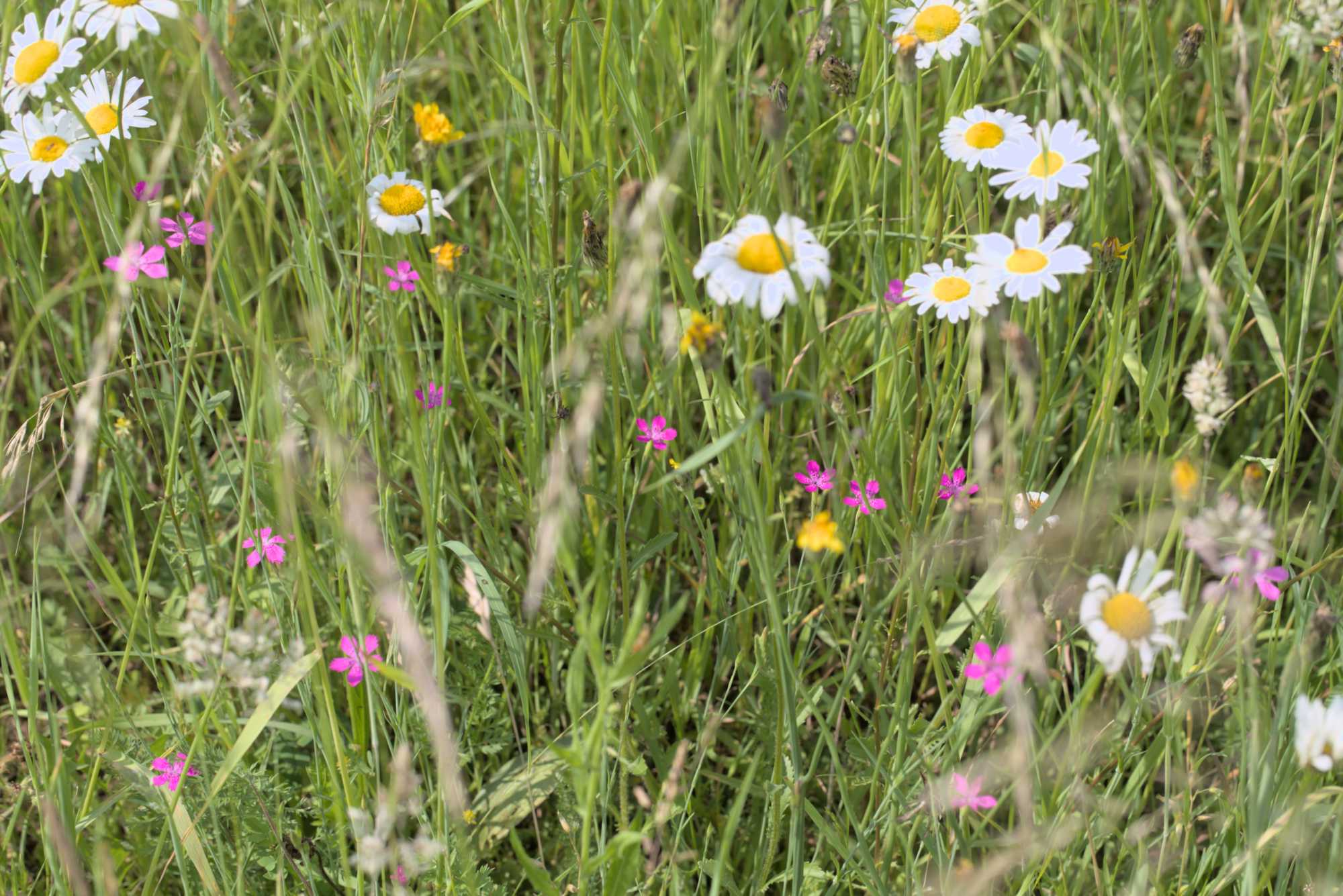 Lokation: Deutschland | Nordrhein-Westfalen | Heinsberg | Wassenberg Kategorien: Wiese, Datum: 03.06.2018