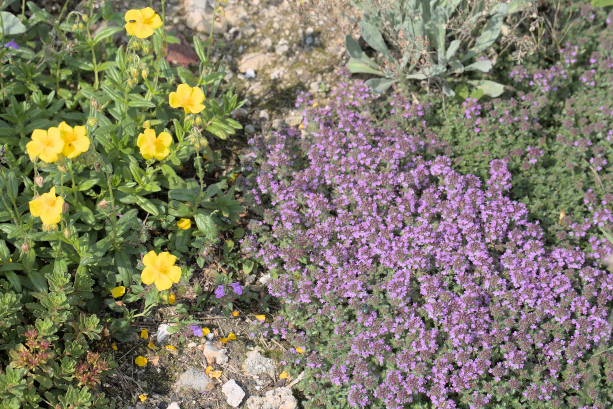 Lokation: Deutschland | Nordrhein-Westfalen | Heinsberg | Wassenberg Kategorien: Naturgarten, Magerbeet, Hortus rusticus, Landhausgarten, Datum: 03.06.2018