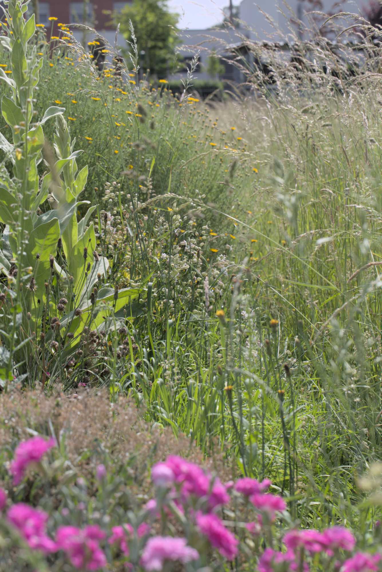 Lokation: Deutschland | Nordrhein-Westfalen | Heinsberg | Wassenberg Kategorien: Naturgarten, Magerbeet, Hortus rusticus, Landhausgarten, Datum: 03.06.2018