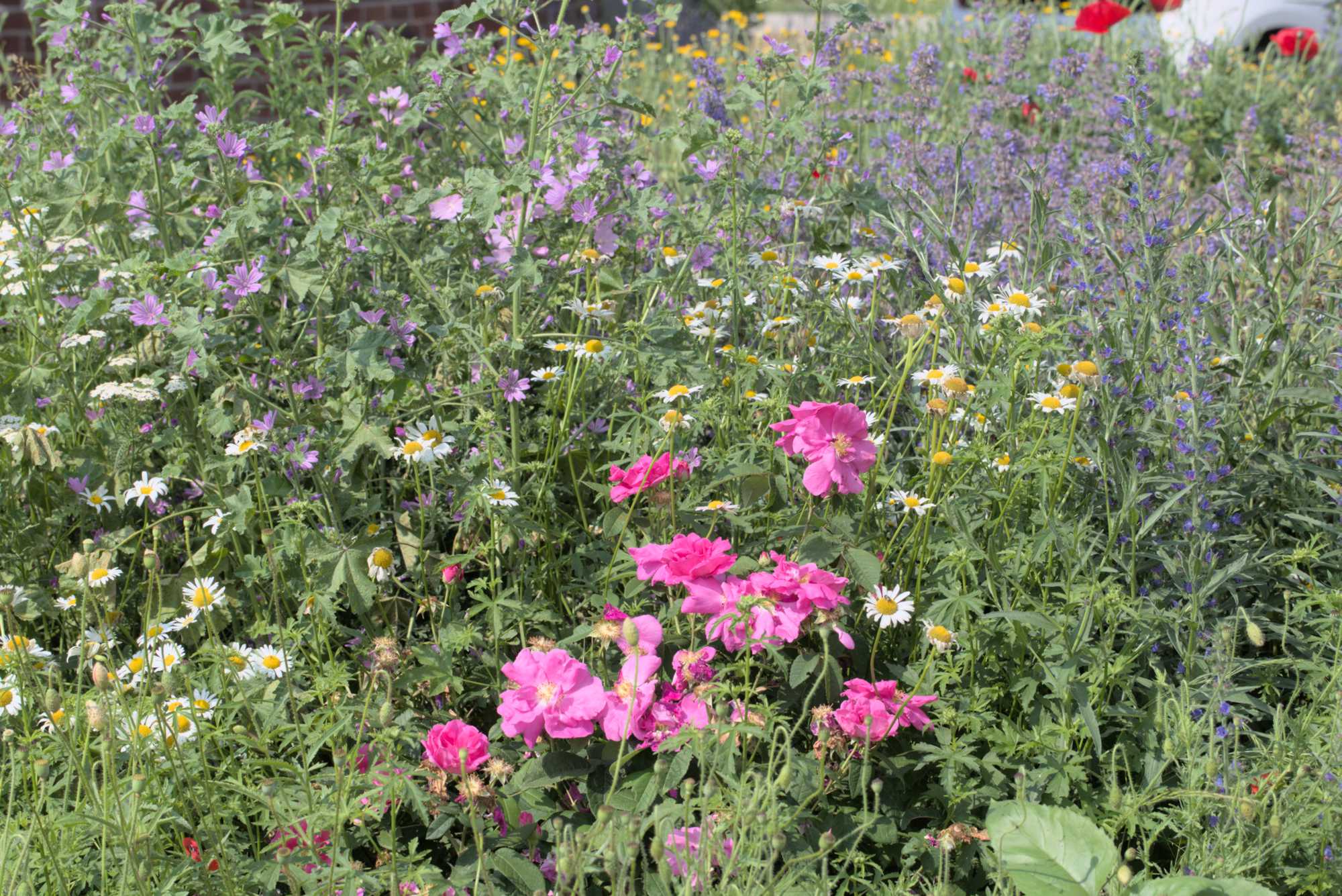 Lokation: Deutschland | Nordrhein-Westfalen | Heinsberg | Wassenberg Kategorien: Naturgarten, Magerbeet, Hortus rusticus, Landhausgarten, Datum: 03.06.2018