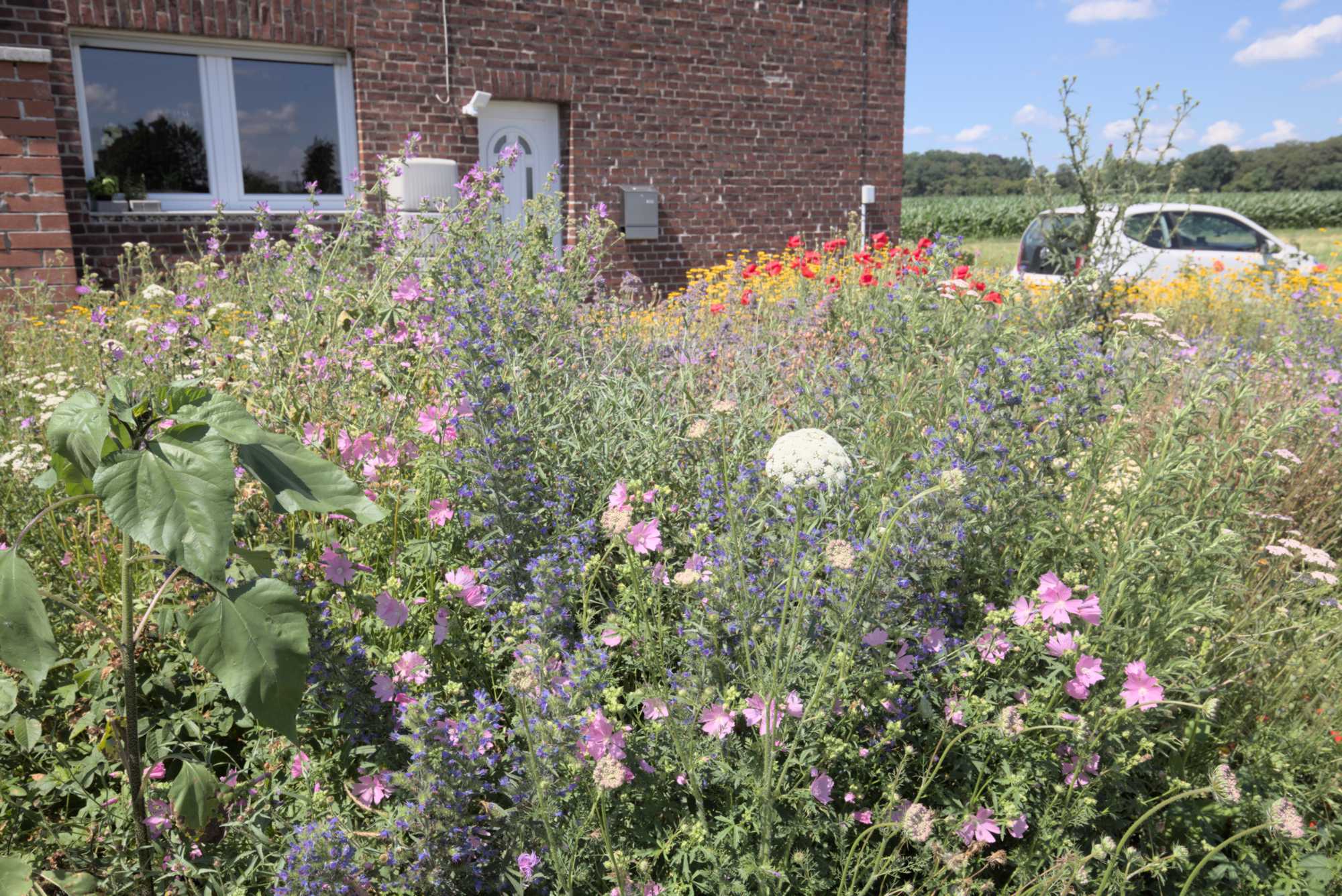 Lokation: Deutschland | Nordrhein-Westfalen | Heinsberg | Wassenberg Kategorien: Naturgarten, Magerbeet, Hortus rusticus, Landhausgarten, Datum: 20.06.2018