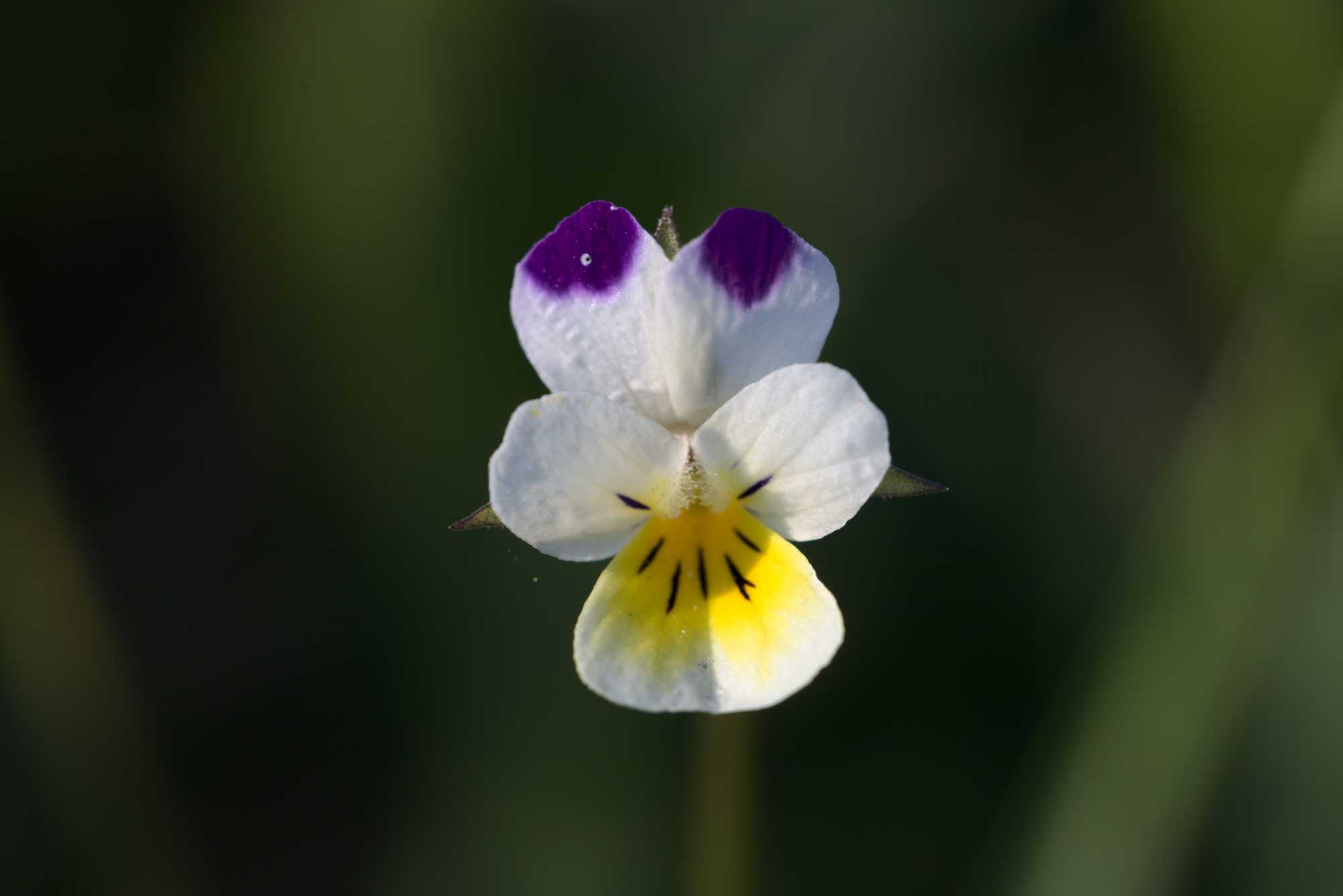 Lokation: Deutschland | Nordrhein-Westfalen | Heinsberg | Wassenberg Kategorien: Blüte, Datum: 20.04.2019