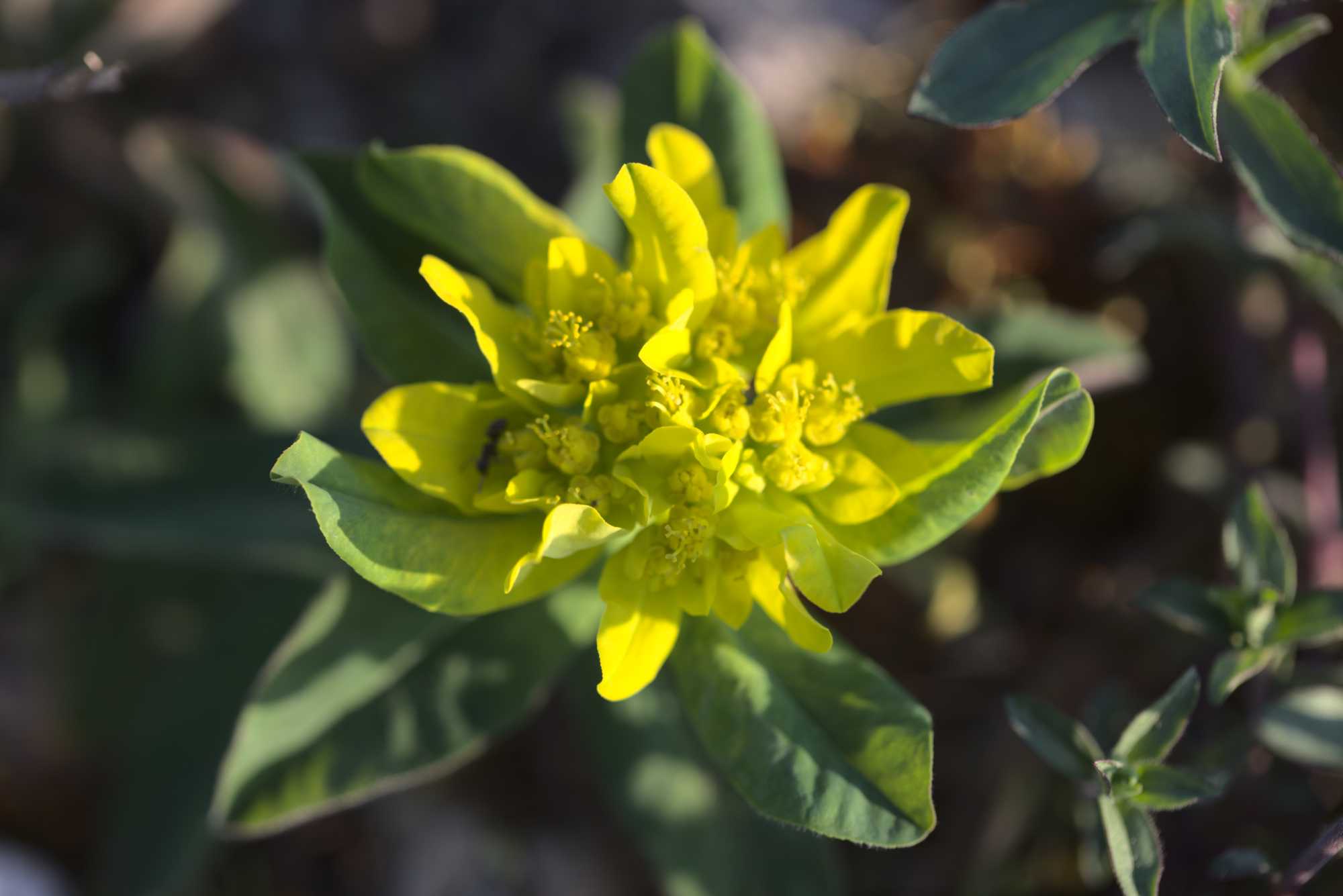 Lokation: Deutschland | Nordrhein-Westfalen | Heinsberg | Wassenberg Kategorien: Blüte, Datum: 20.04.2019