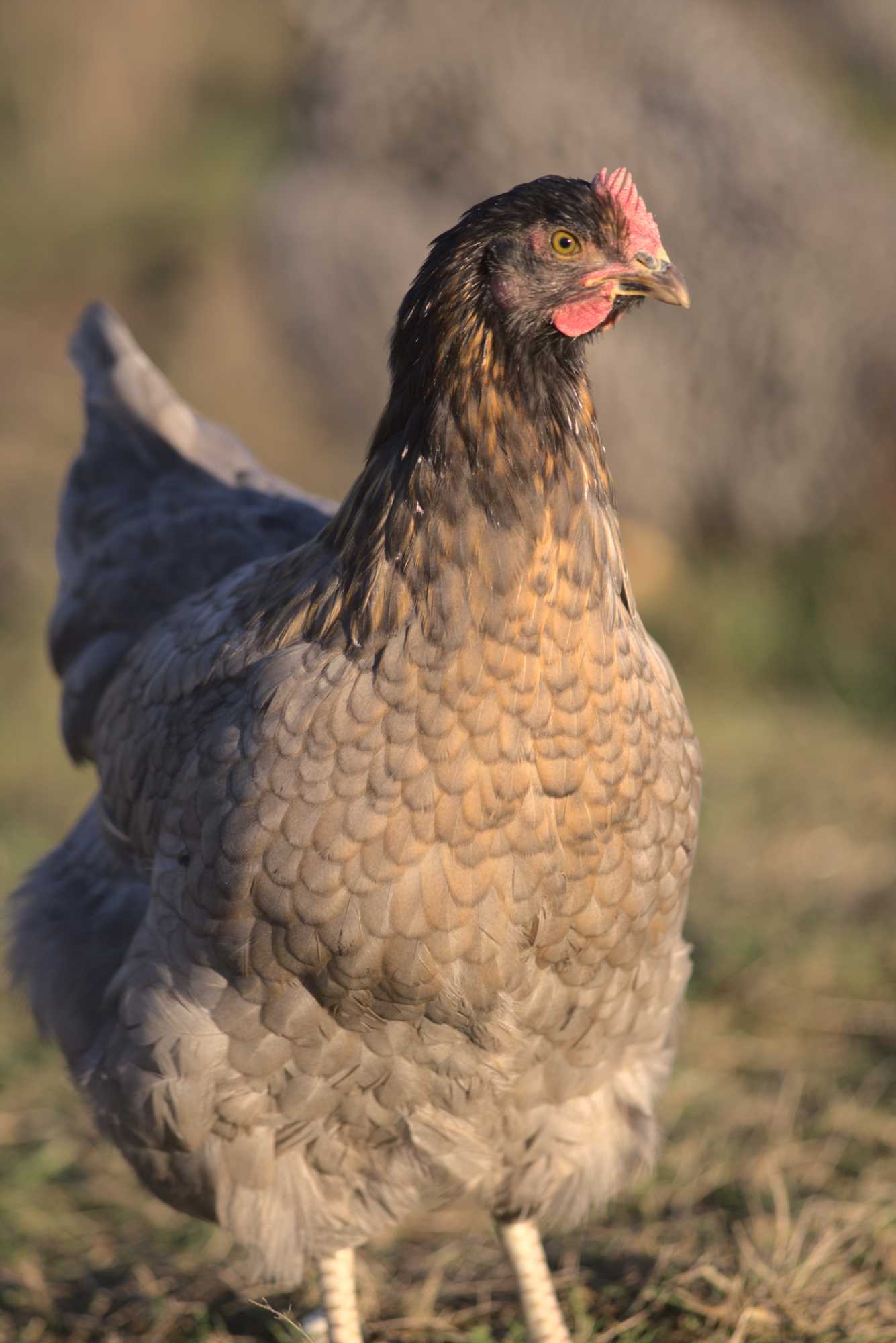 Lokation: Deutschland | Nordrhein-Westfalen | Heinsberg | Wassenberg Kategorien: Hühner, Hortus rusticus, Datum: 30.12.2019