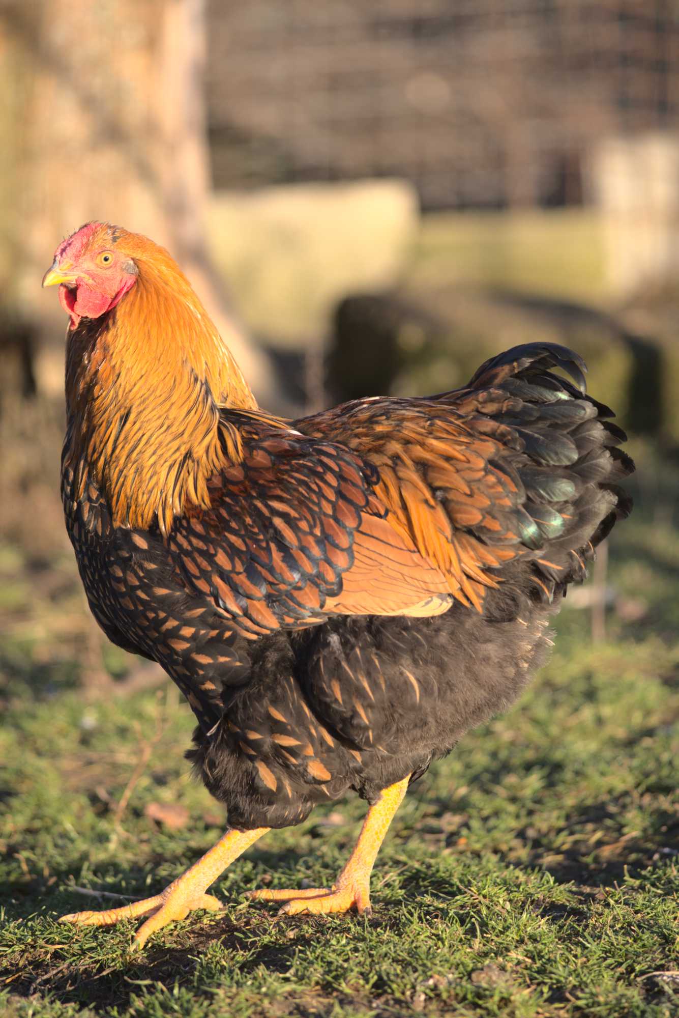 Lokation: Deutschland | Nordrhein-Westfalen | Heinsberg | Wassenberg Kategorien: Hühner, Hortus rusticus, Datum: 30.12.2019