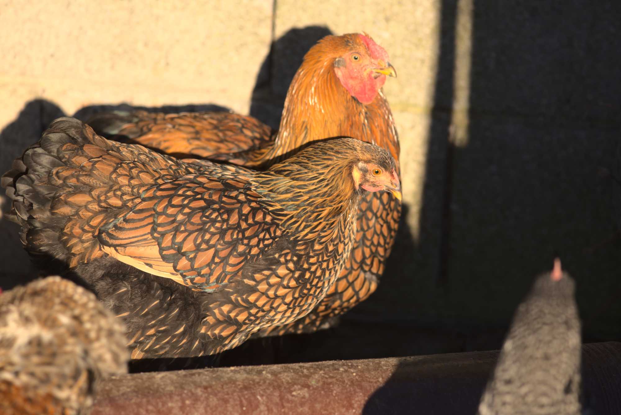 Lokation: Deutschland | Nordrhein-Westfalen | Heinsberg | Wassenberg Kategorien: Hühner, Hortus rusticus, Datum: 30.12.2019