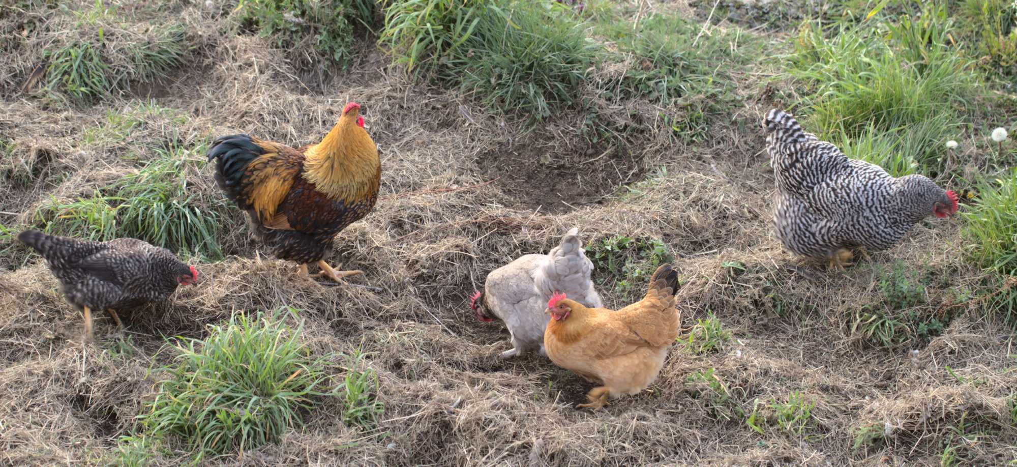 Lokation: Deutschland | Nordrhein-Westfalen | Heinsberg | Wassenberg Kategorien: Hühner, Hortus rusticus, Datum: 08.04.2020