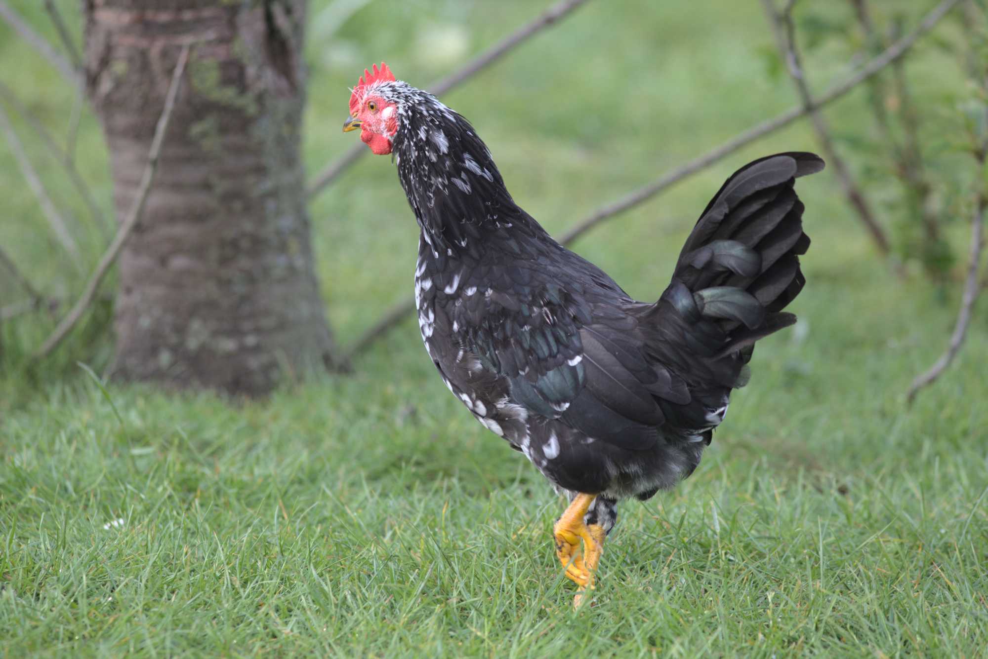 Lokation: Deutschland | Nordrhein-Westfalen | Heinsberg | Wassenberg Kategorien: Hühner, Hortus rusticus, Datum: 03.05.2020