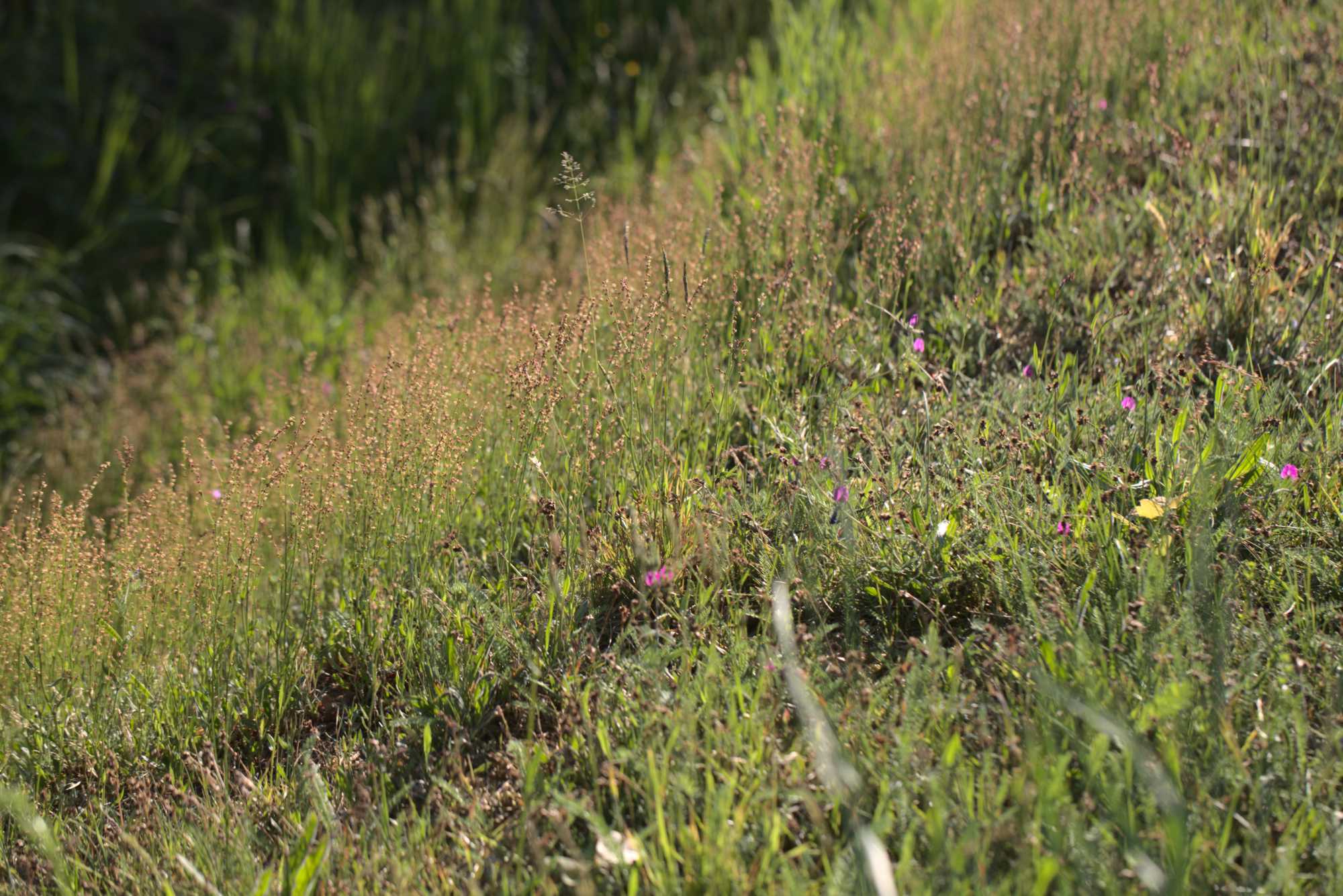 Lokation: Deutschland | Nordrhein-Westfalen | Heinsberg | Wassenberg Kategorien: Wiese, Datum: 05.05.2020