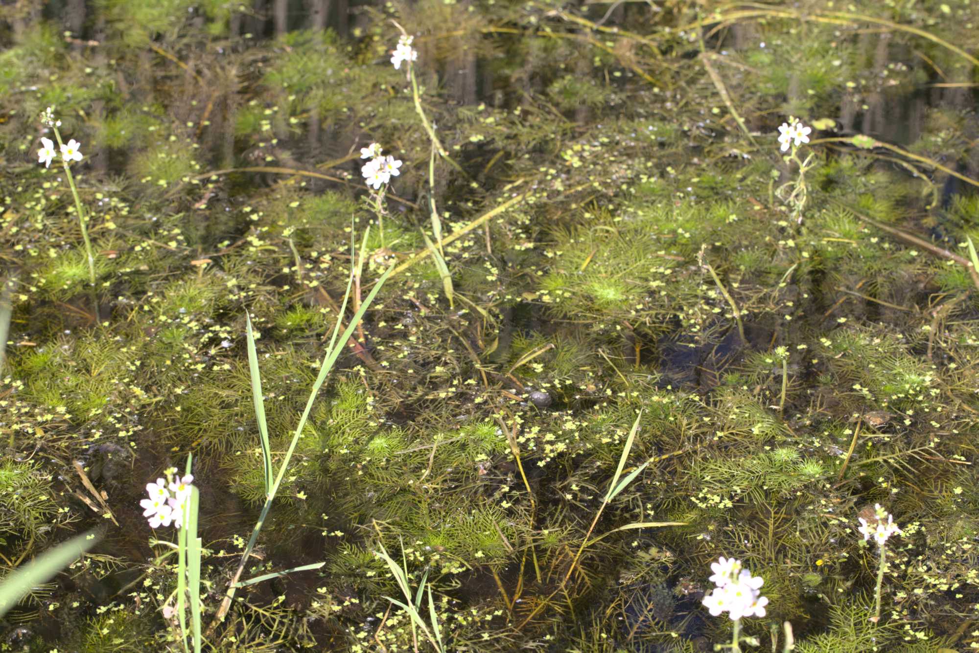 Lokation: Niederlande | Limburg | Roerdalen | Vlodrop Kategorien: Vegetation, Sumpf, Datum: 06.05.2020