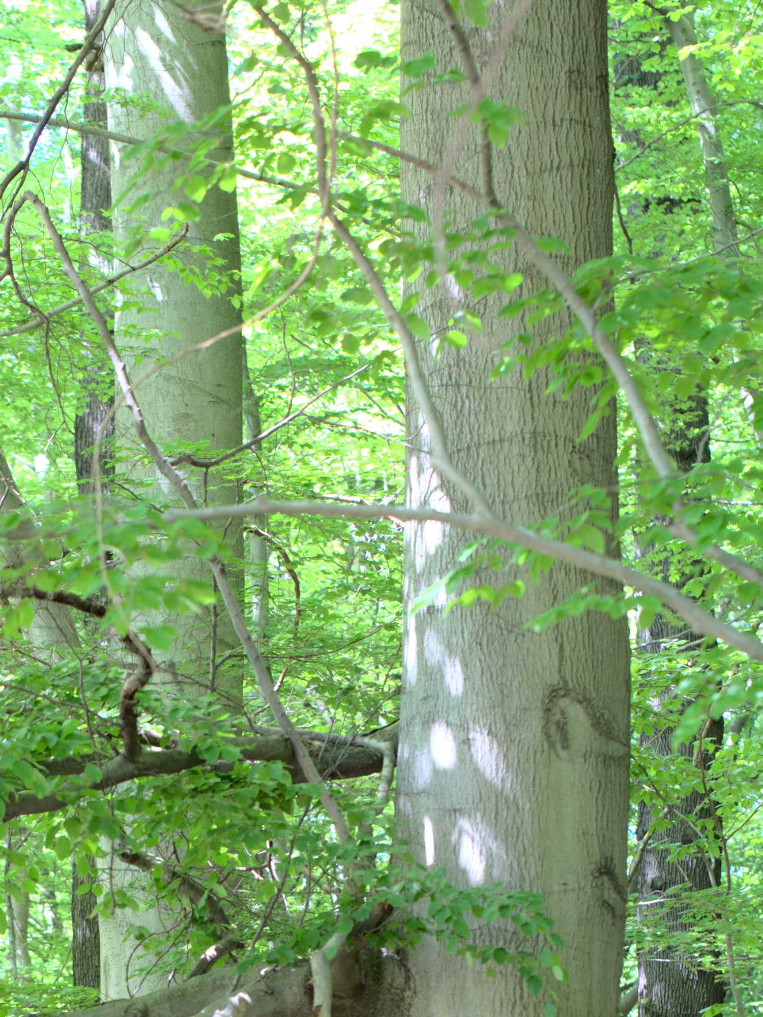 Lokation: Deutschland | Nordrhein-Westfalen | Rheinisch-Bergischer Kreis | Königsforst Kategorien: Wald, Datum: 07.05.2020